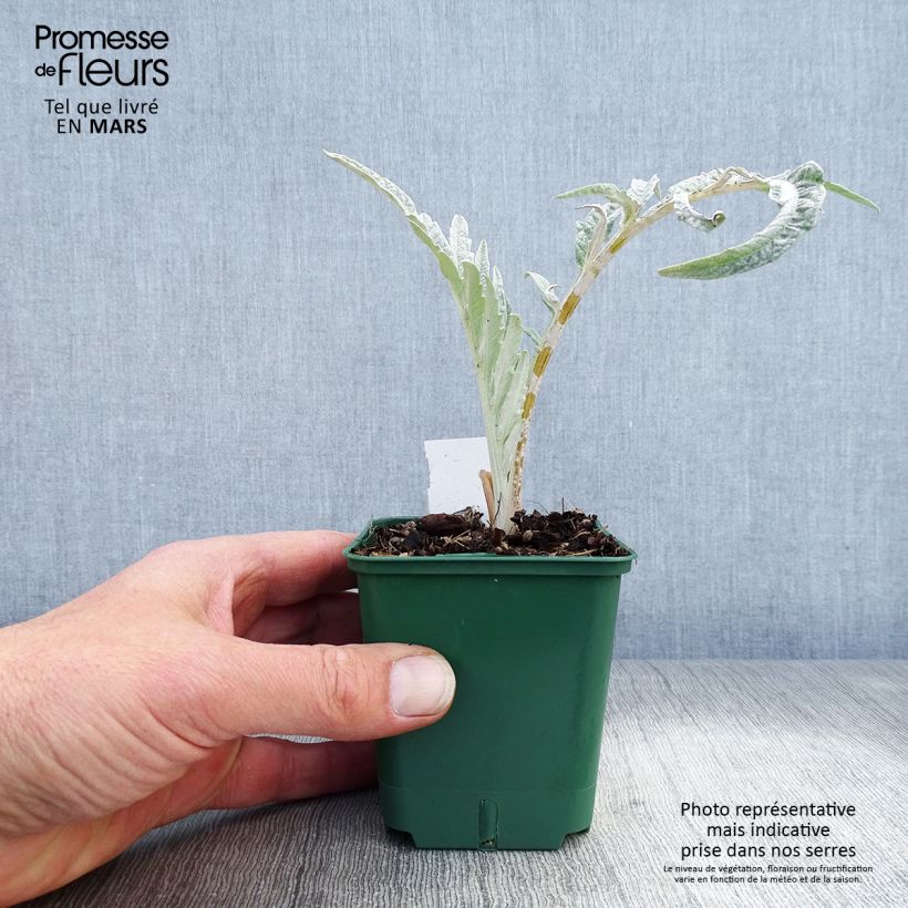 Spécimen de Cynara cardunculus - Cardon Godet de 8/9 cm tel que livré au printemps