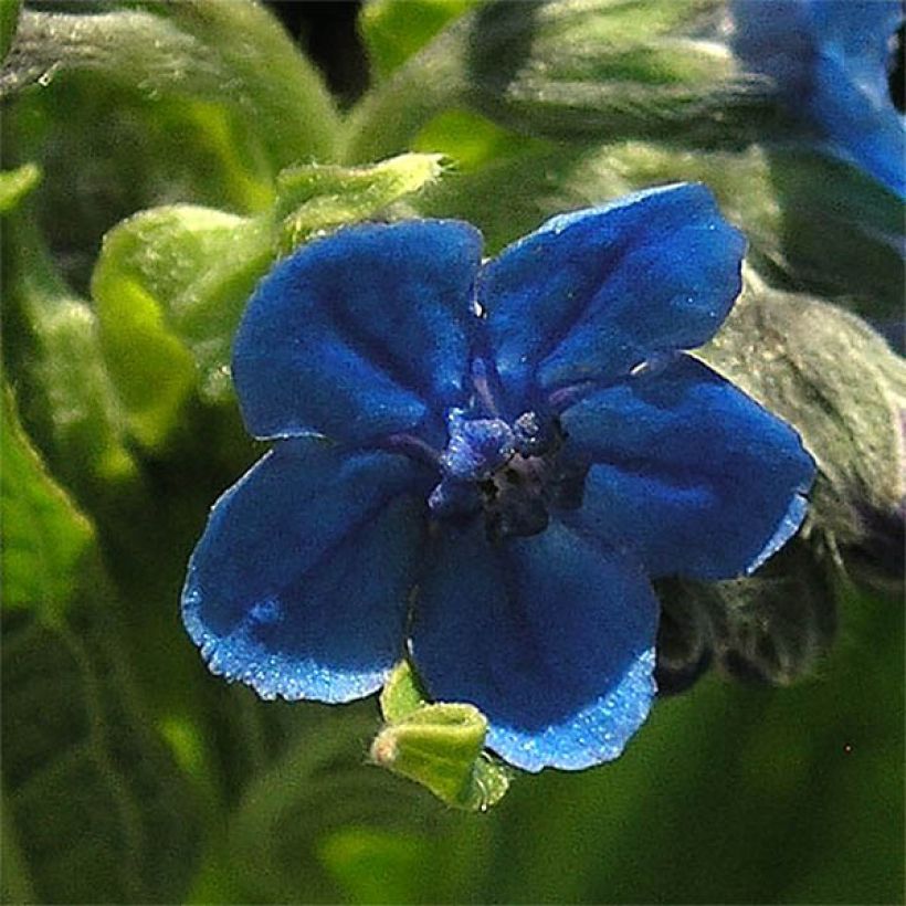 Cynoglossum nervosum - Langue de chien (Floraison)