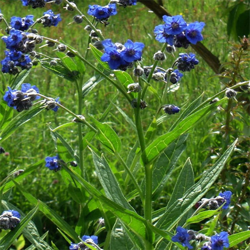 Cynoglossum nervosum - Langue de chien (Port)