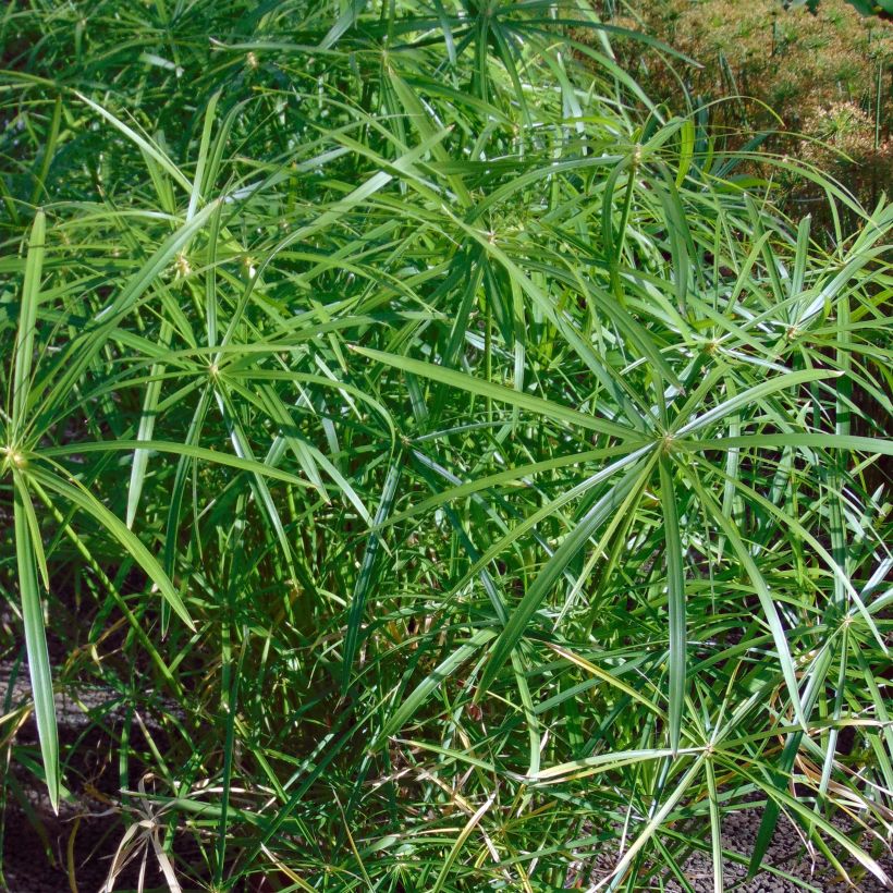 Cyperus alternifolius - Papyrus (Feuillage)