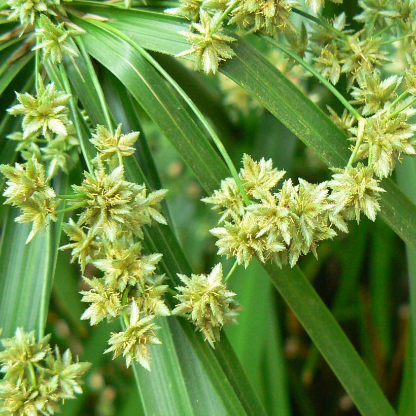 Cyperus alternifolius - Papyrus (Floraison)