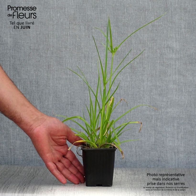 Spécimen de Cyperus alternifolius - Papyrus Godet de 8/9 cm tel que livré en été