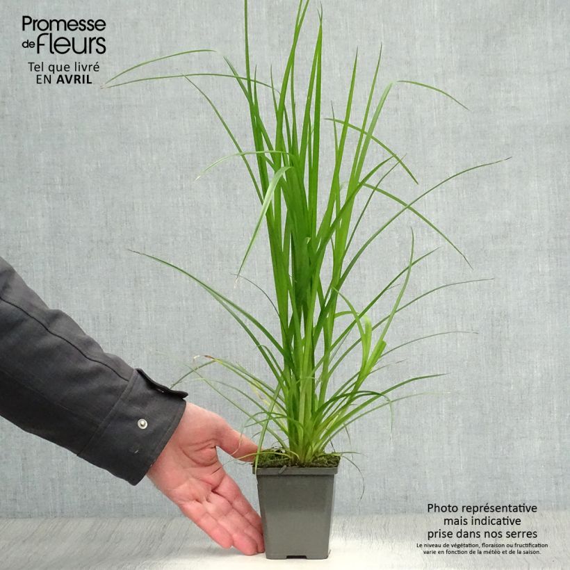 Spécimen de Cyperus alternifolius - Papyrus en godet de 9 cm tel que livré au printemps