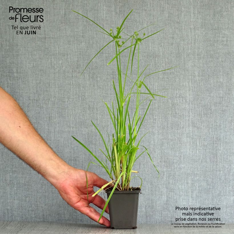 Spécimen de Cyperus glaber Godet de 8/9 cm tel que livré en été