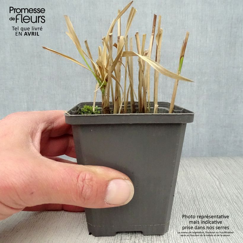 Spécimen de Cyperus glaber Godet de 9cm tel que livré au printemps
