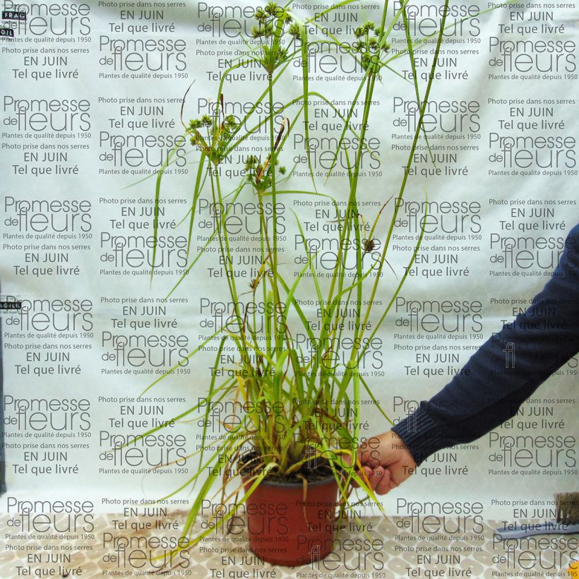Exemple de spécimen de Cyperus glaber - Souchet glabre tel que livré