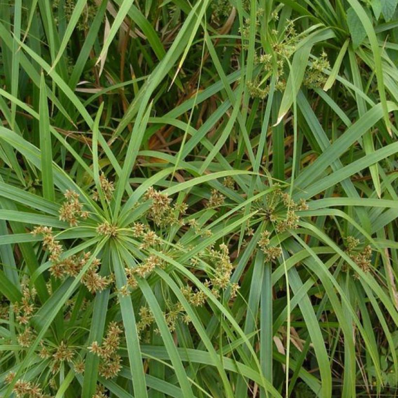 Cyperus involucratus (Feuillage)