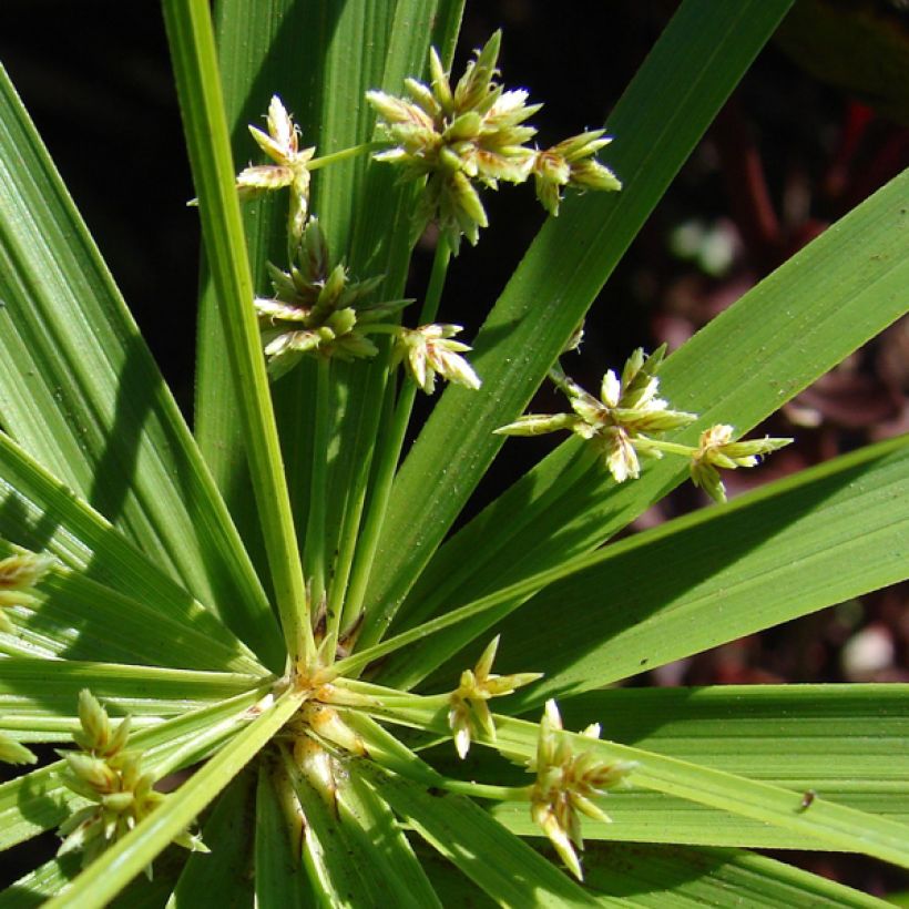 Cyperus involucratus (Floraison)