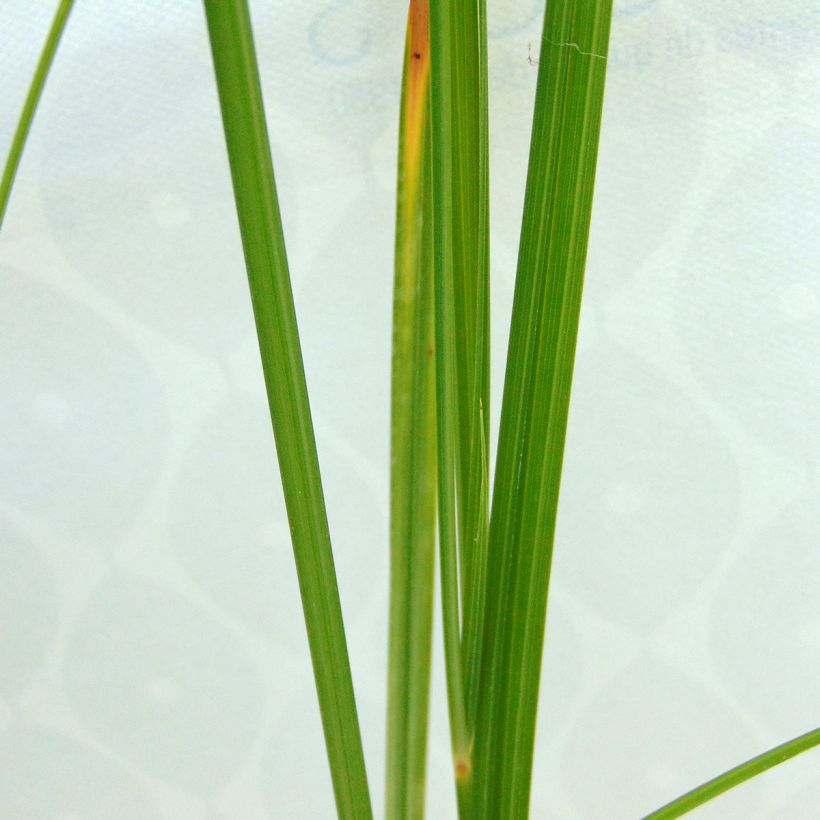 Cyperus longus - Souchet odorant (Feuillage)