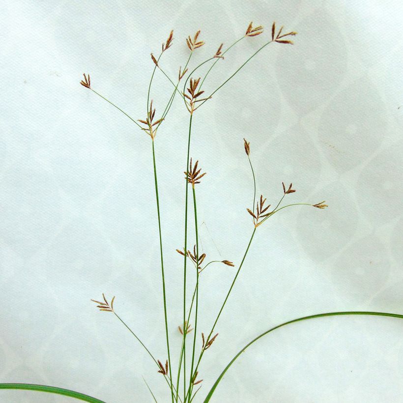 Cyperus longus - Souchet odorant (Floraison)