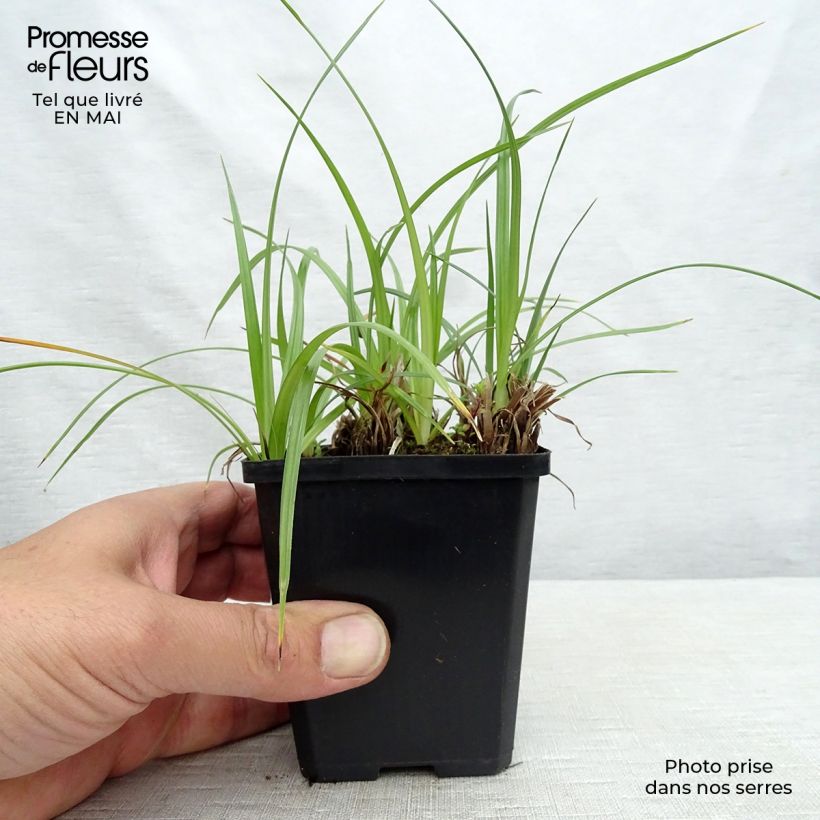 Spécimen de Cyperus longus - Souchet odorant Godet de 9cm tel que livré au printemps