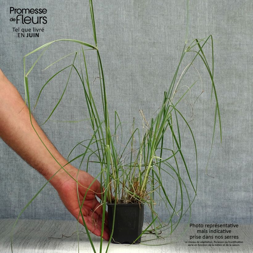 Spécimen de Cyperus longus - Souchet odorant Godet de 8/9 cm tel que livré en été