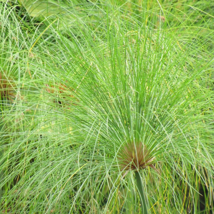 Cyperus papyrus - Papyrus (Feuillage)