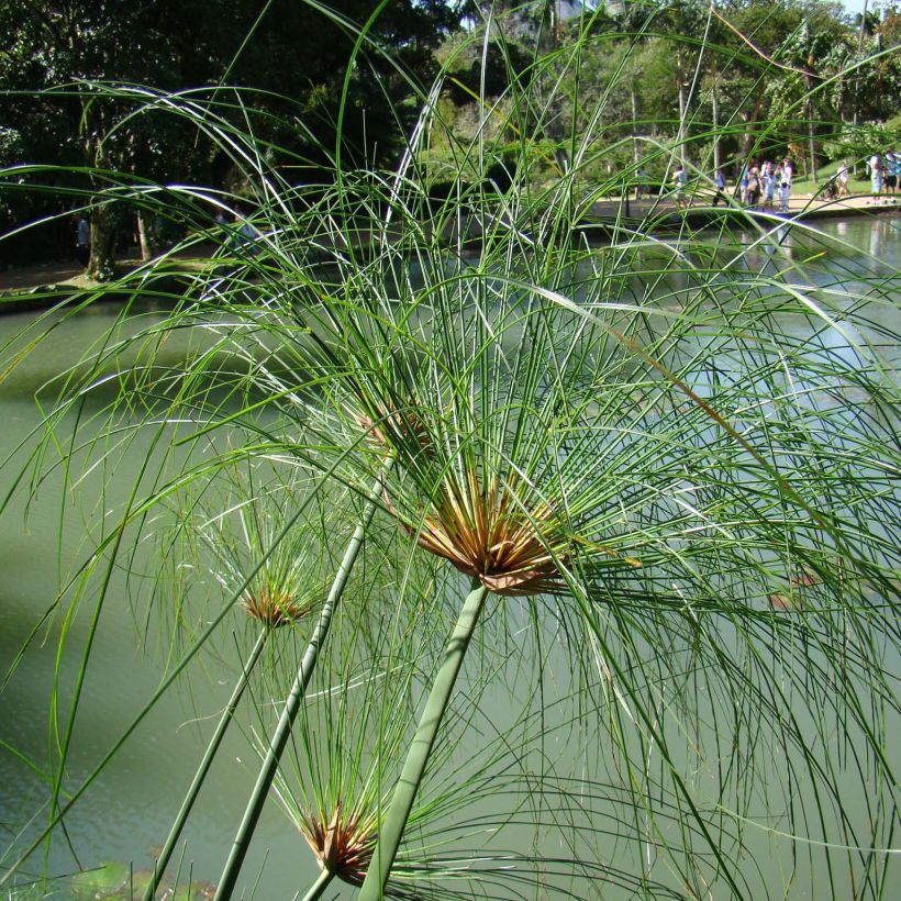 Cyperus papyrus - Papyrus (Port)