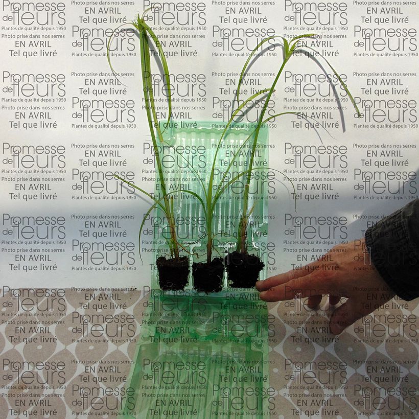 Exemple de spécimen de Cyperus papyrus Akhenaton Mini-motte Ø 3/4 cm, Plant vert de 5 à 10 cm de haut tel que livré