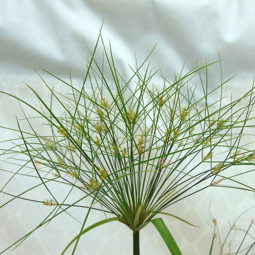 Cyperus papyrus Akhenaton (Floraison)