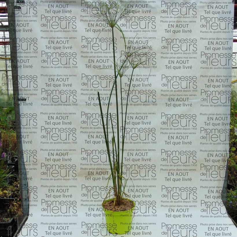 Exemple de spécimen de Cyperus papyrus Akhenaton Pot de 2L/3L tel que livré