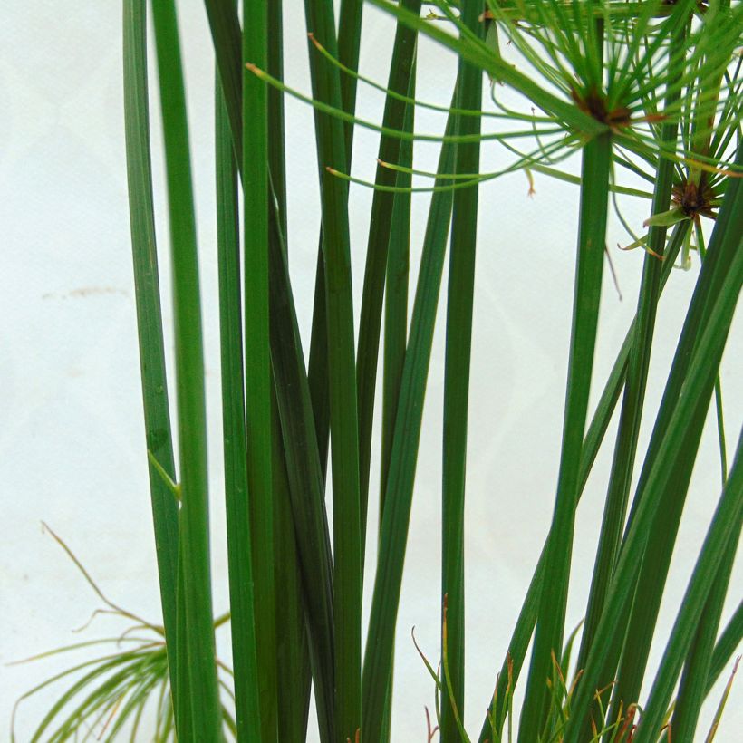 Cyperus papyrus Cleopatra - Papyrus (Feuillage)