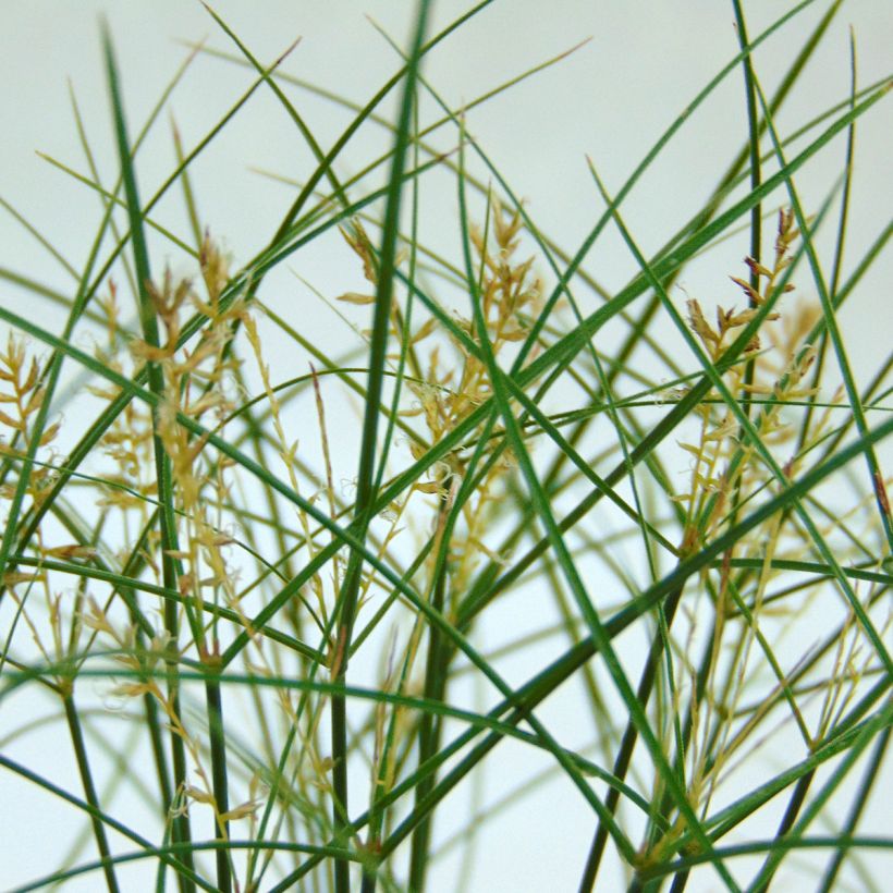Cyperus papyrus - Papyrus (Floraison)