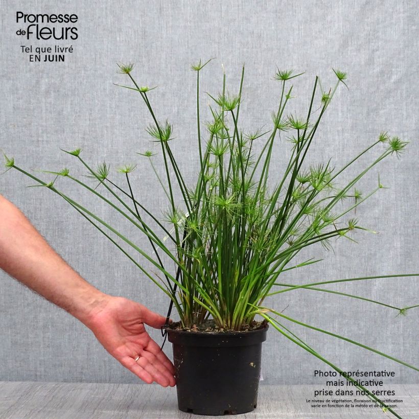 Spécimen de Cyperus prolifer - Papyrus nain Pot de 3L/4L tel que livré en été