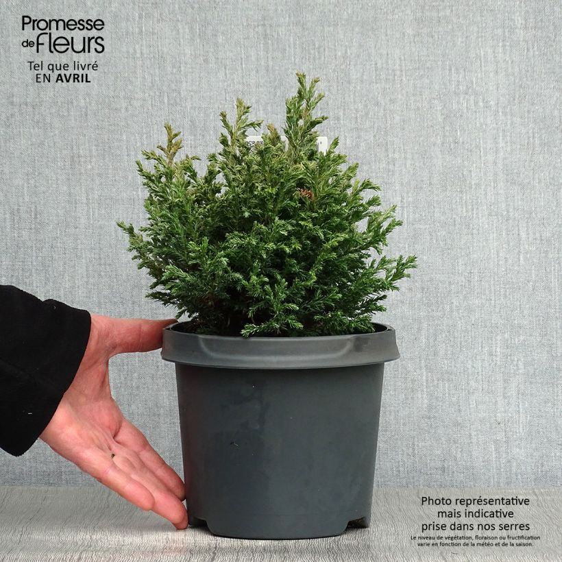 Spécimen de Cyprès Sawara - Chamaecyparis pisifera Baby Blue                tel que livré au printemps