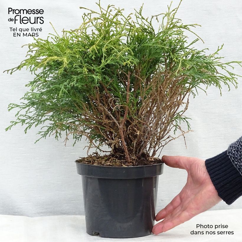 Spécimen de Cyprès Sawara - Chamaecyparis pisifera Filifera                 tel que livré au printemps