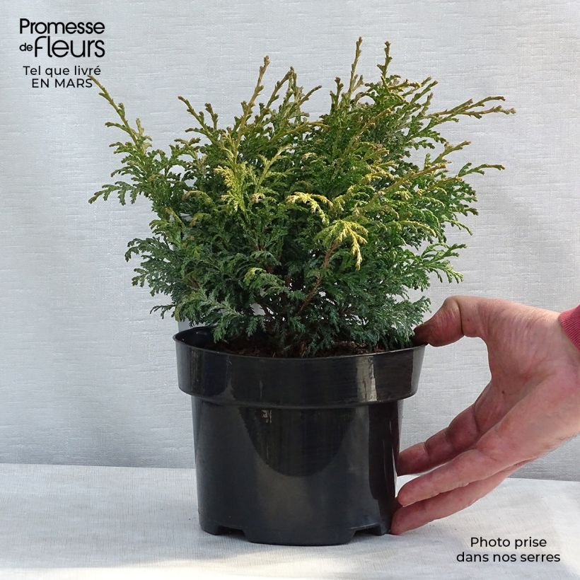 Spécimen de Chamaecyparis pisifera Golden Pincushion - Cyprès Sawara tel que livré au printemps