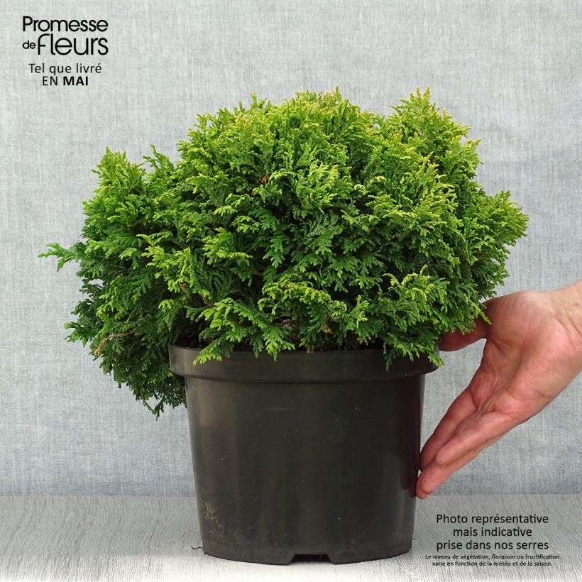 Spécimen de Chamaecyparis pisifera Golden Pincushion - Cyprès Sawara Pot de 4L/5LHauteur livrée env. 20+/-cm tel que livré au printemps