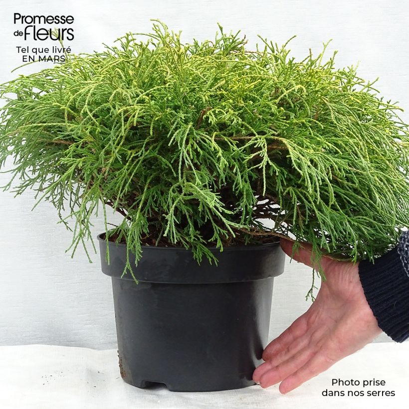 Spécimen de Cyprès Sawara - Chamaecyparis pisifera Sungold                   tel que livré au printemps