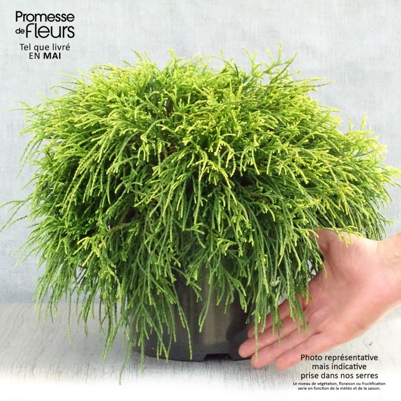 Spécimen de Cyprès Sawara - Chamaecyparis pisifera Sungold                   Pot de 7,5L/10LHauteur livrée env. 20/30cm tel que livré au printemps