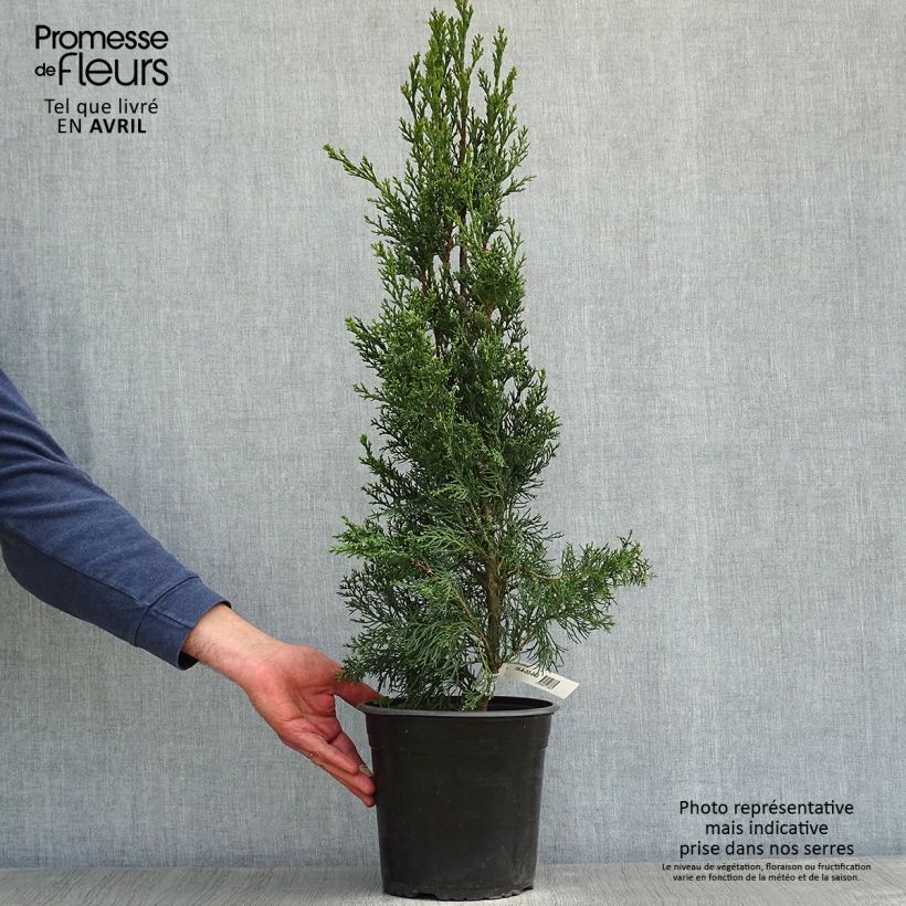 Spécimen de Cupressus sempervirens Garda - Cyprès d'Italie, de Provence Pot de 4L/5LHauteur livrée env. 60/80cm tel que livré au printemps