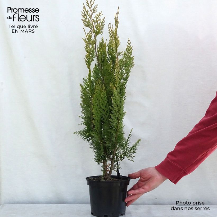 Spécimen de Chamaecyparis lawsoniana Alumigold - Cyprès de Lawson  Pot de 7,5L/10LHauteur livrée env. 80/100cm tel que livré au printemps