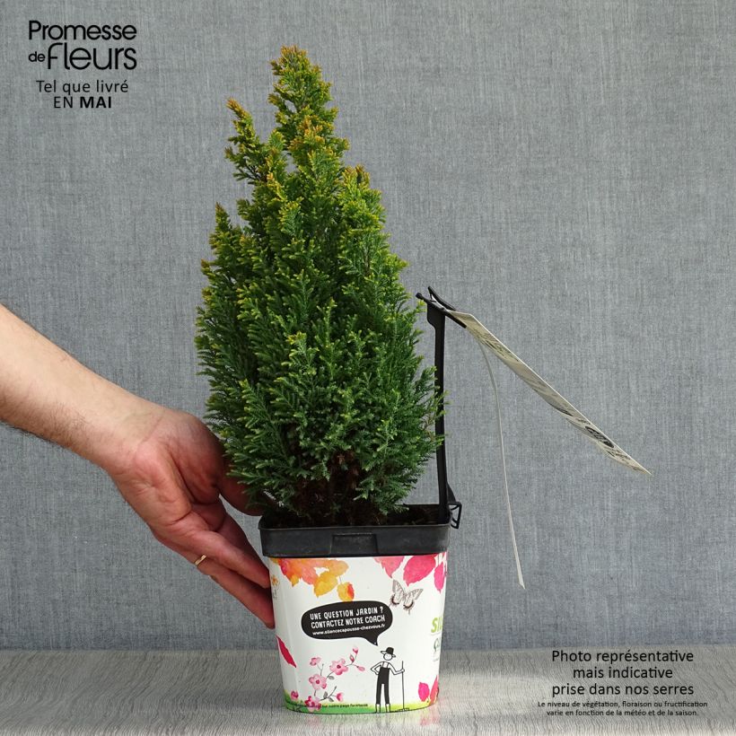Spécimen de Chamaecyparis lawsoniana Elwood's Gold -Cyprès de Lawson  Pot de 2L/3LHauteur livrée env. 40+/-cm tel que livré au printemps