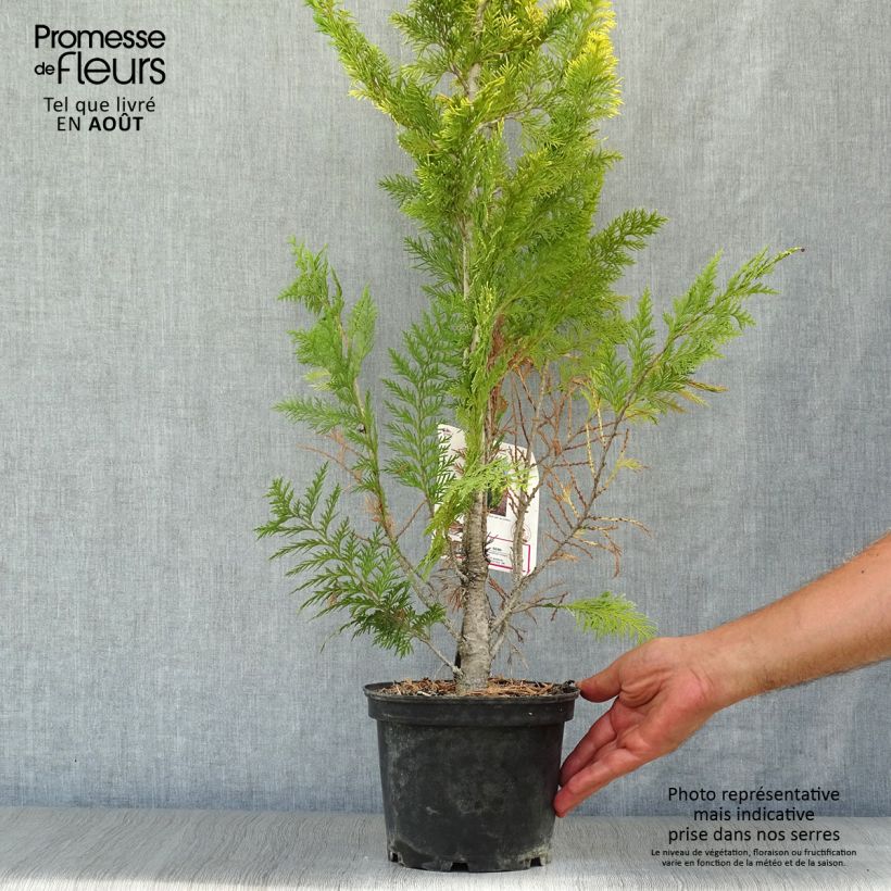 Spécimen de Chamaecyparis lawsoniana Ivonne - Cyprès de Lawson Pot de 2L/3L tel que livré en été