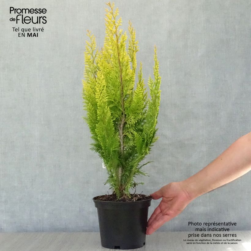 Spécimen de Chamaecyparis lawsoniana Ivonne - Cyprès de Lawson Pot de 2L/3LHauteur livrée env. 10/20cm tel que livré au printemps