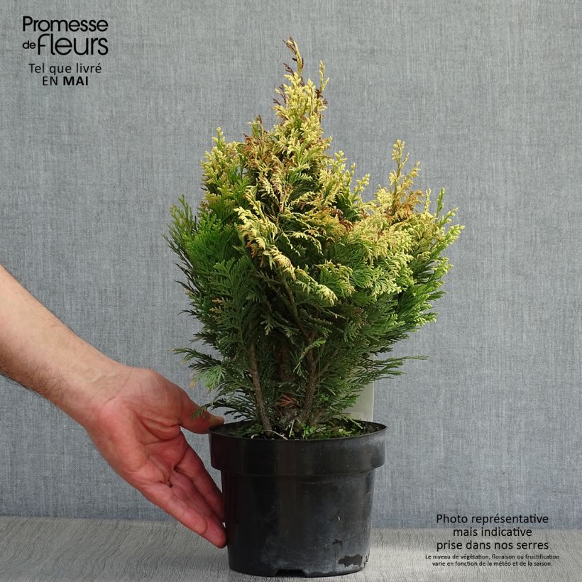 Spécimen de Cyprès de Lawson - Chamaecyparis lawsoniana Pygmaea Argentea en pot de 2L/3L tel que livré au printemps
