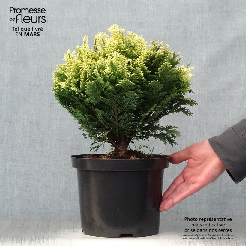 Spécimen de Cyprès de Lawson - Chamaecyparis lawsoniana Pygmaea Argentea en pot de 4L/5L tel que livré au printemps