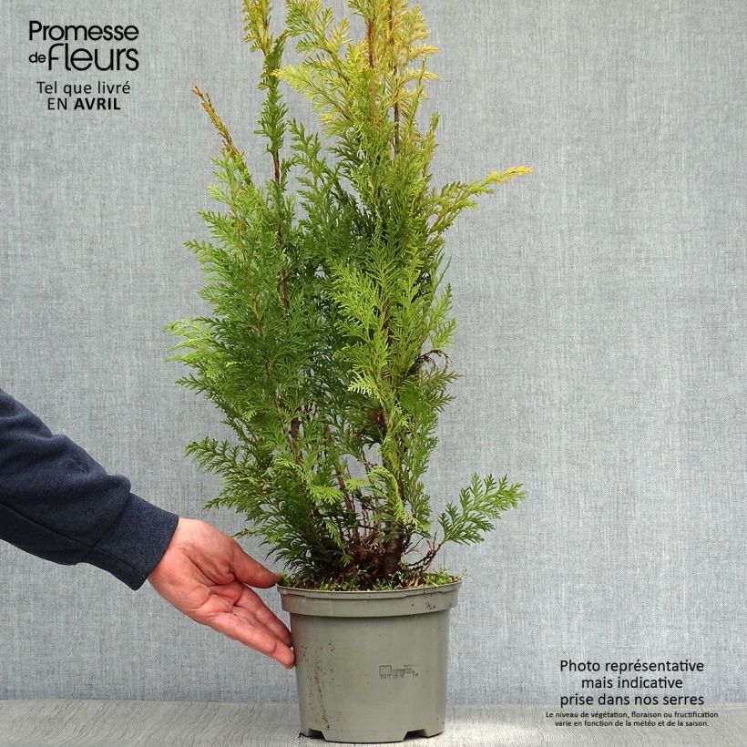 Spécimen de Cyprès de Lawson - Chamaecyparis lawsoniana Stardust en pot de 2L/3L tel que livré au printemps