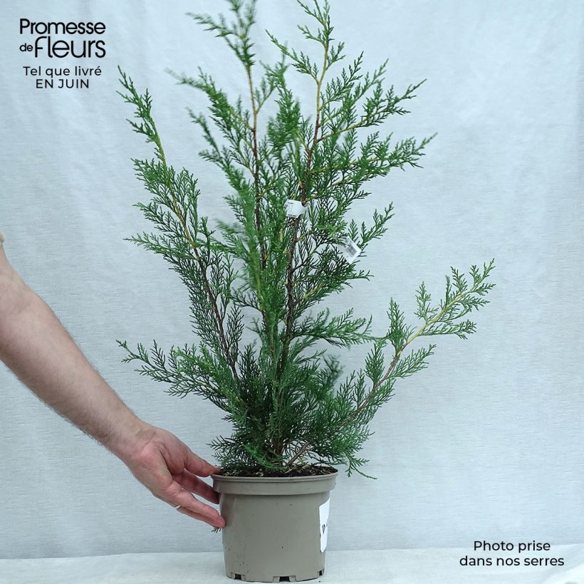Spécimen de Cyprès de Leyland - Cupressocyparis leylandii Pot de 2L/3L tel que livré en été