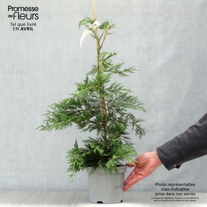 Spécimen de Cyprès de Leyland - Cupressocyparis leylandii en pot de 3L tel que livré au printemps