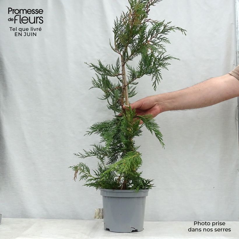 Spécimen de Cyprès de Leyland - Cupressocyparis leylandii Pot de 4L/5L tel que livré en été