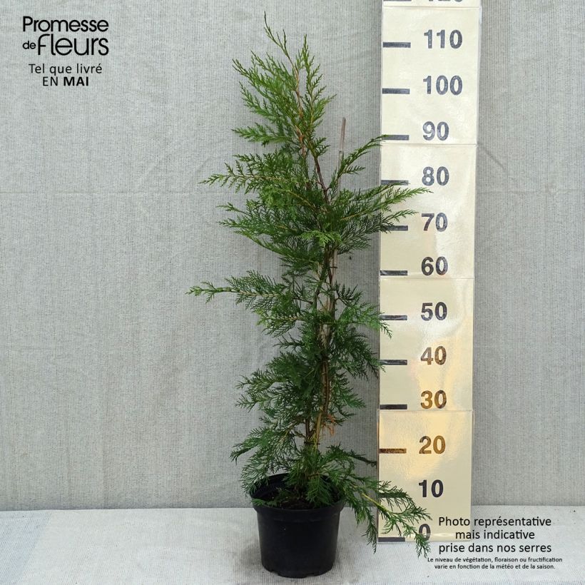 Spécimen de Cyprès de Leyland - Cupressocyparis leylandii cm en pot de 4L tel que livré au printemps