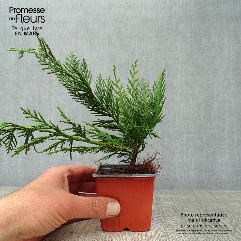 Spécimen de Cyprès de Leyland - Cupressocyparis leylandii en godet de 9cm tel que livré au printemps