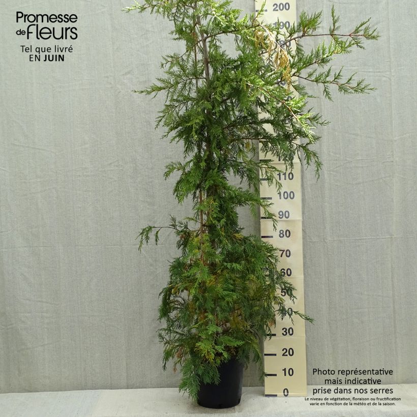 Spécimen de Cyprès de Leyland - Cupressocyparis leylandii en pot de 7L tel que livré au printemps