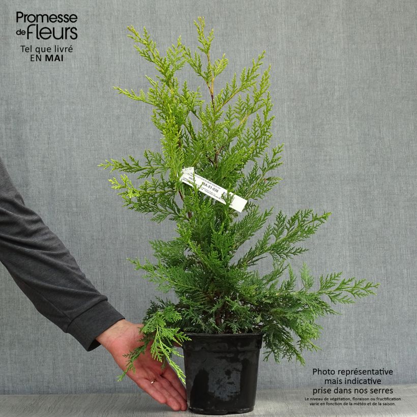 Spécimen de Cyprès de Leyland - Cupressocyparis leylandii Excalibur Gold Pot de 2L/3LHauteur livrée env. 40/60cm tel que livré au printemps