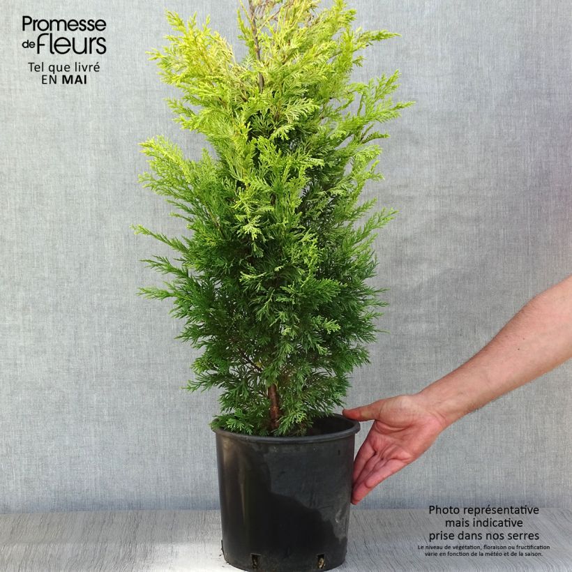 Spécimen de Cyprès de Leyland - Cupressocyparis leylandii Gold Rider Pot de 6L/7LHauteur livrée env. 80/100cm tel que livré au printemps