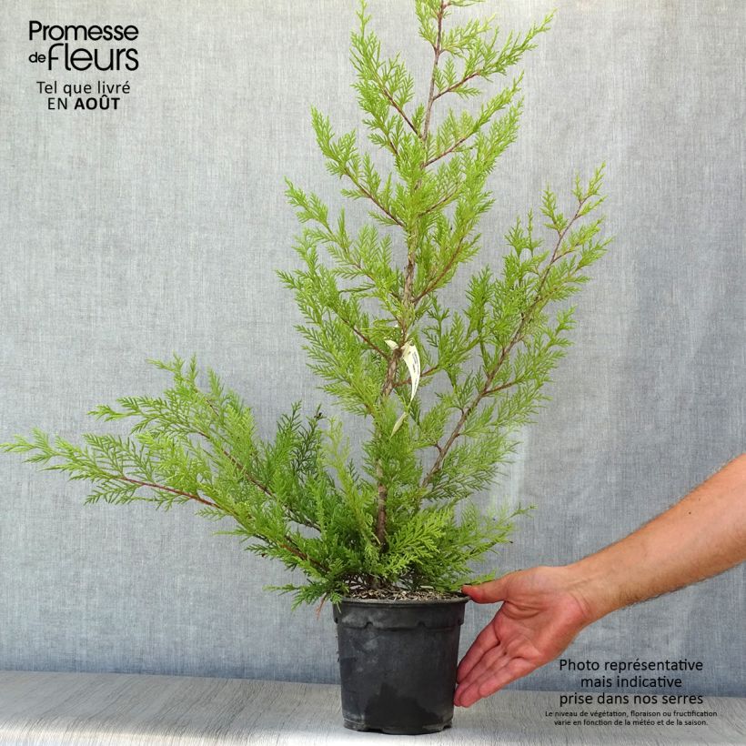 Spécimen de Cupressocyparis x leylandii Oger - Cyprès de Leyland Pot de 2L/3L tel que livré en été