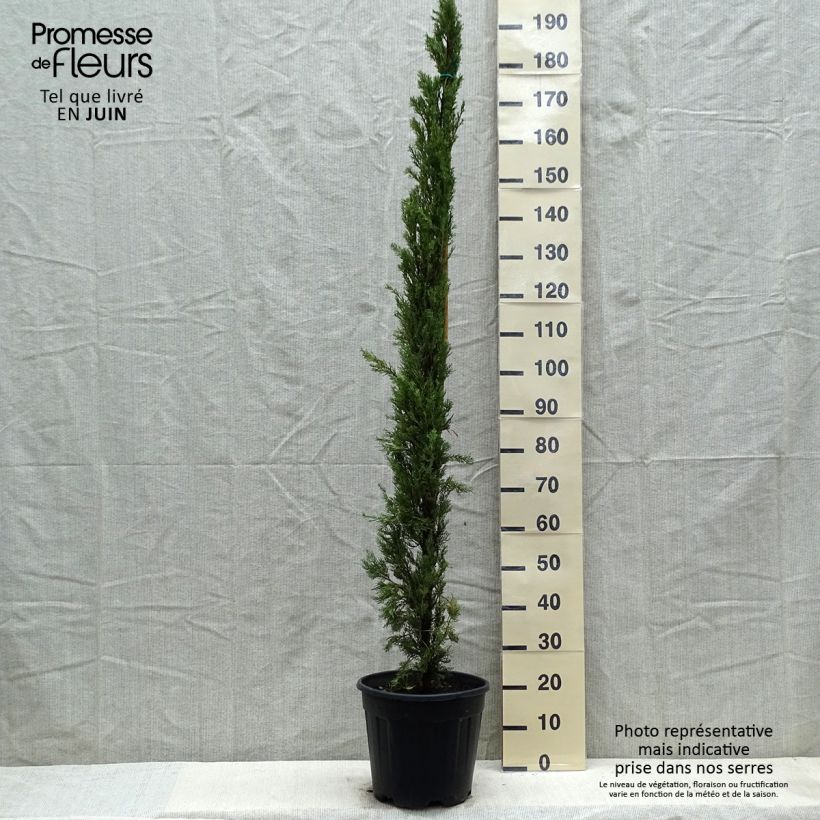 Spécimen de Cyprès de Provence - Cupressus sempervirens Pyramidalis en pot de 10 litres tel que livré au printemps