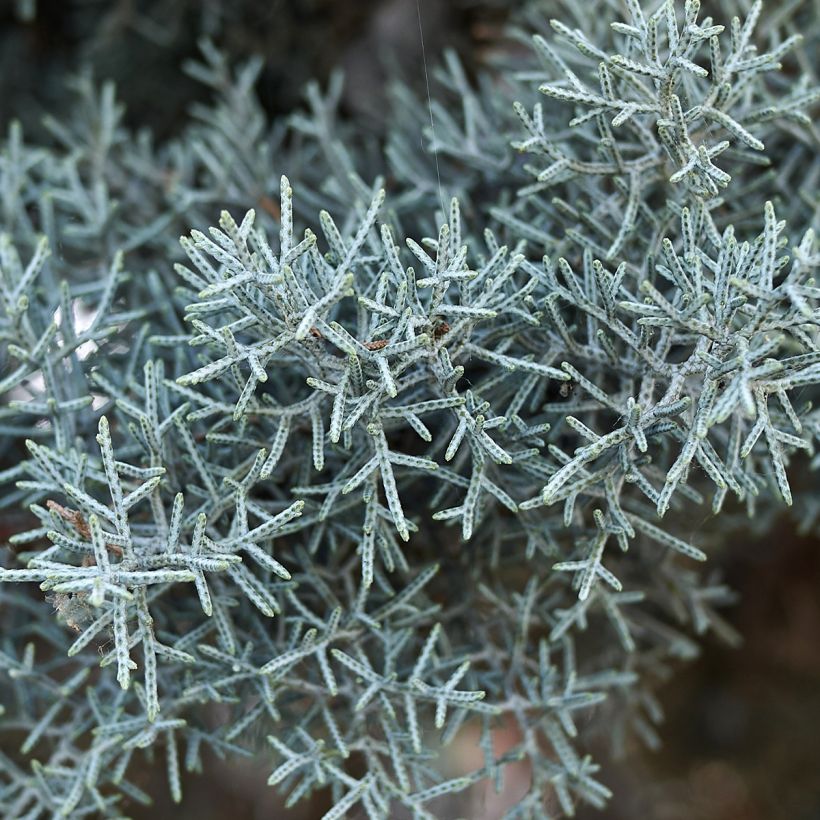 Cyprès de l'Arizona Fastigiata - Cupressus arizonica (Feuillage)