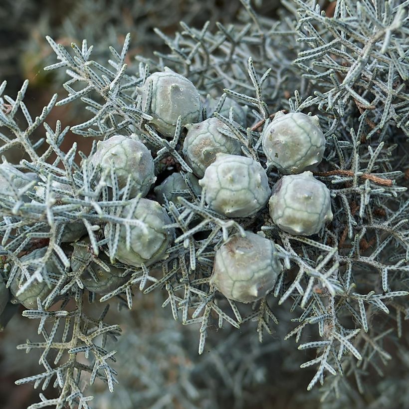 Cyprès de l'Arizona Fastigiata - Cupressus arizonica (Récolte)